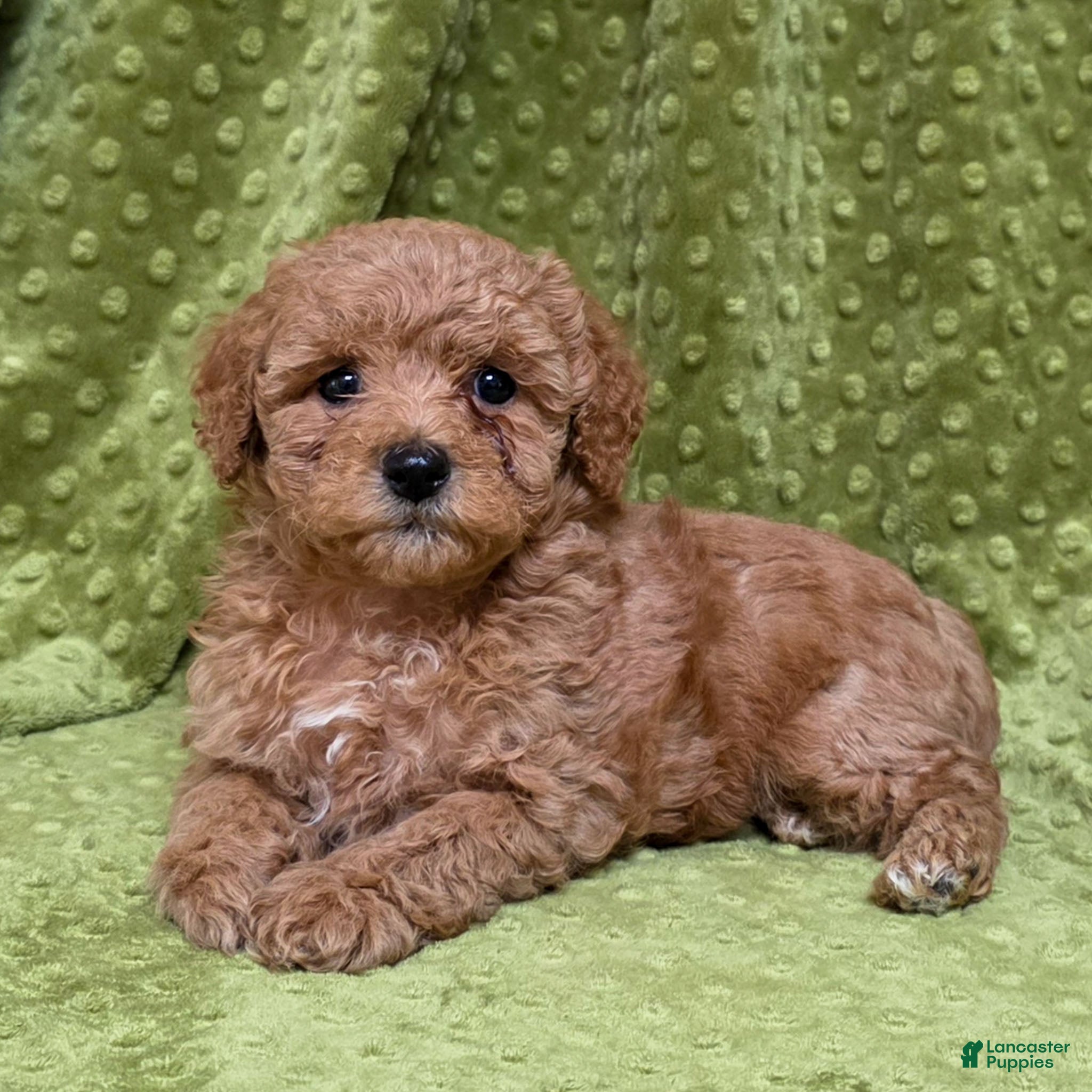 Standard Poodle dogs Clover - Ad 10