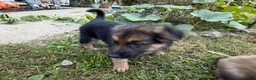 German Shepherd dogs for sale: Camo collar  - Ad 4