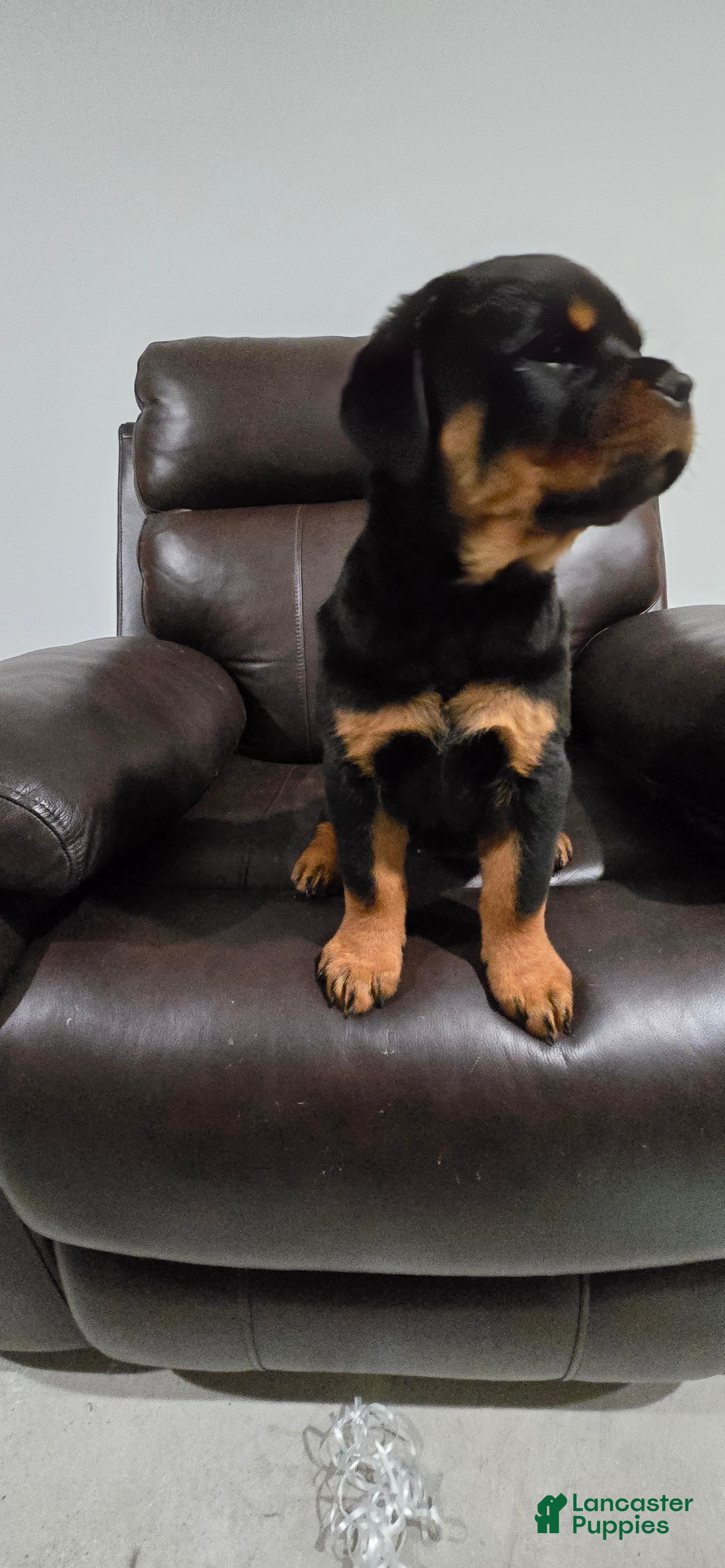 Rottweiler dogs Pink Girl  - Ad 2
