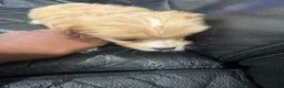 Morkie dogs for sale: Morkie 2 - Ad 1