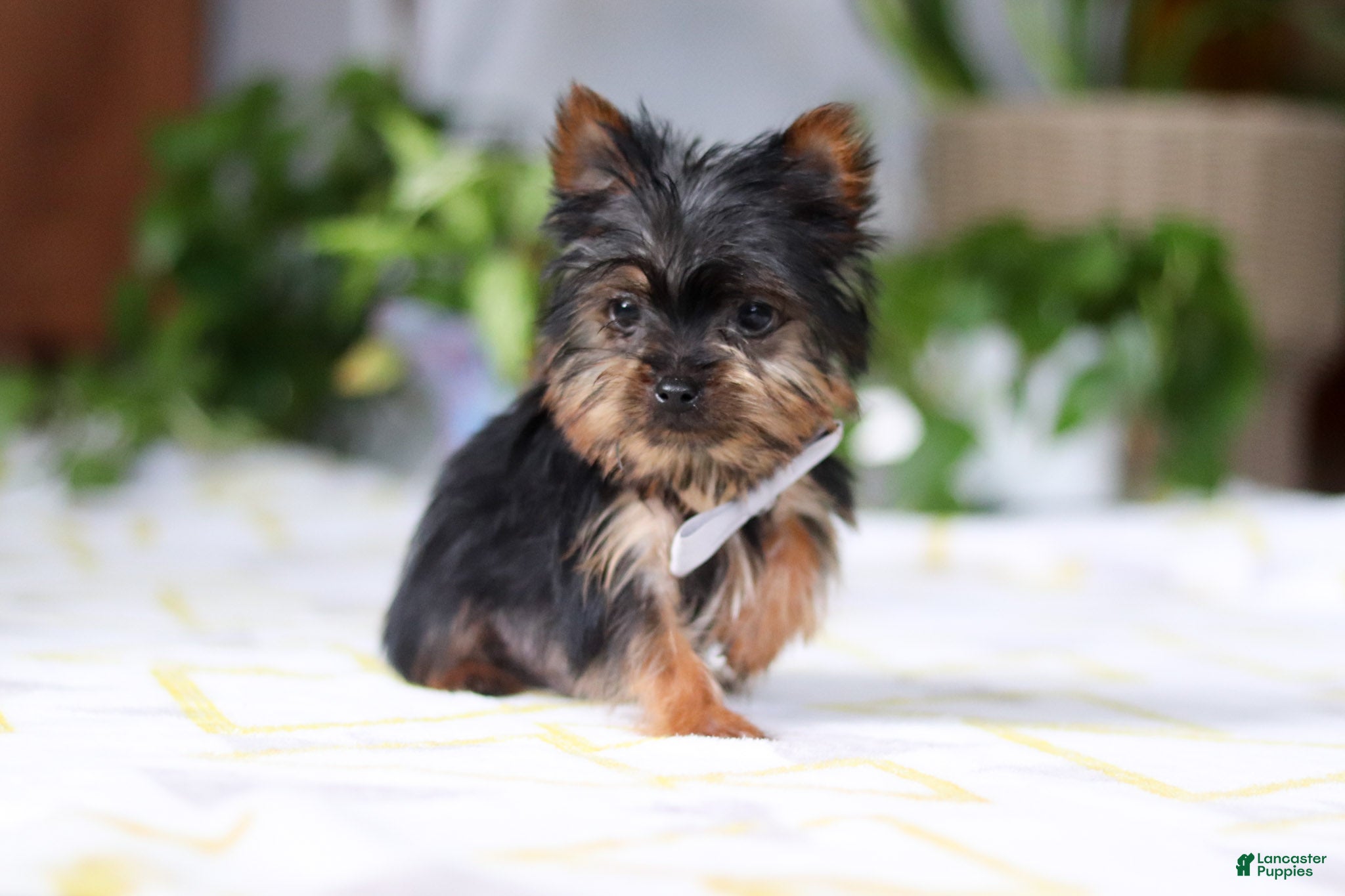 Yorkshire Terrier dogs Bruno - Ad 2