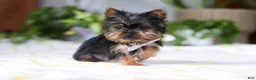 Yorkshire Terrier dogs for sale: Bruno - Ad 2