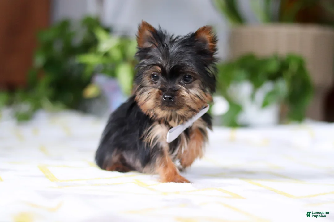 Yorkshire Terrier dogs for sale: Bruno - Ad 2