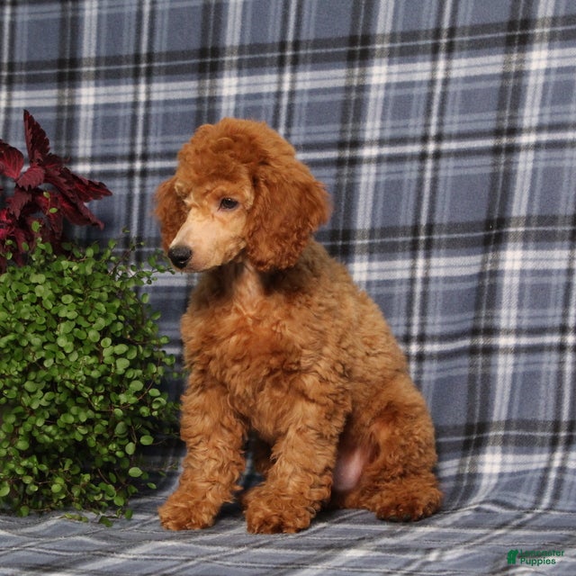Miniature Poodle dogs Carlos - Ad 2