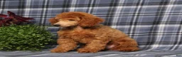 Miniature Poodle dogs for sale: Carlos - Ad 2