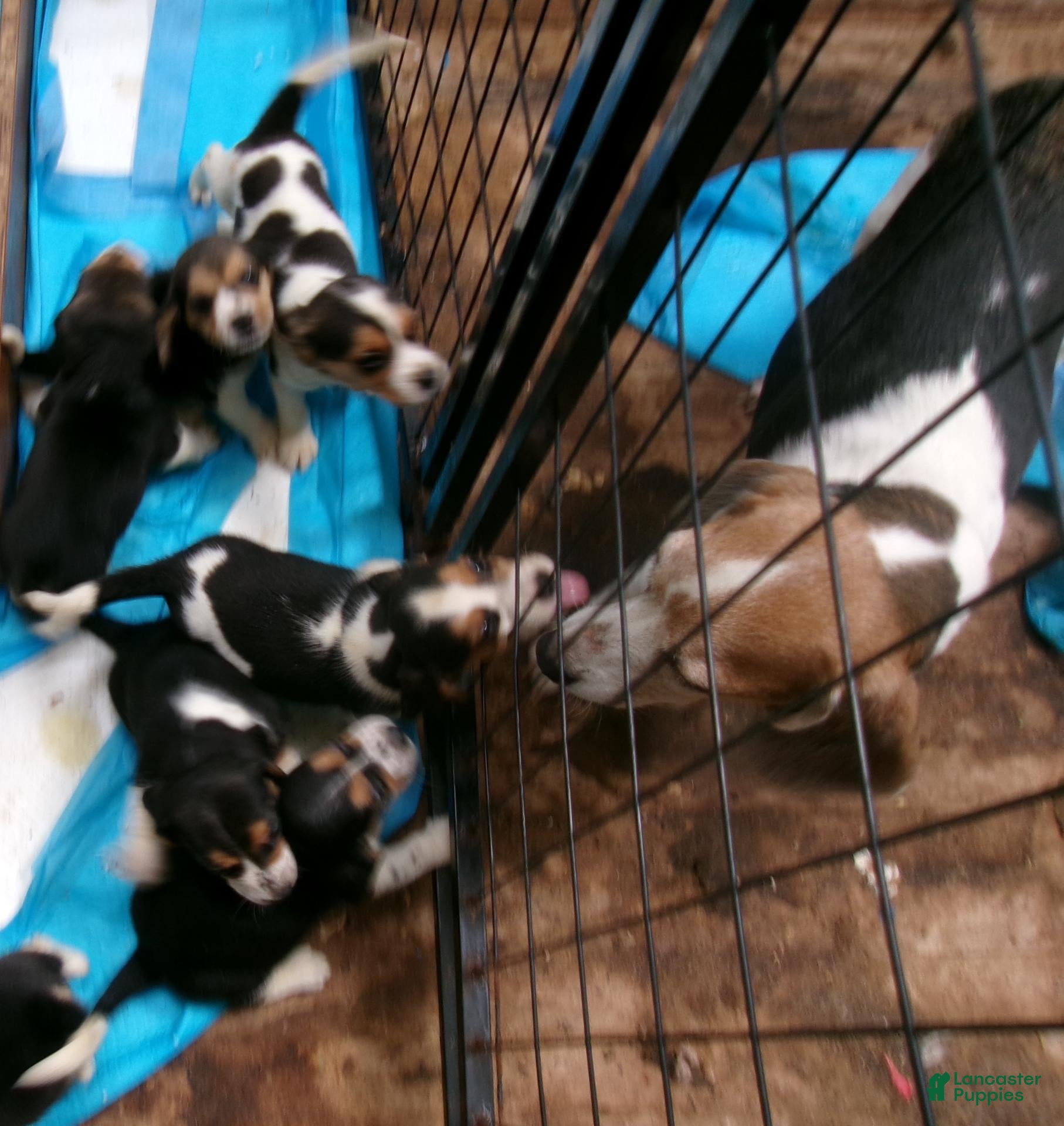 Beagle dogs Beagle 1 - Ad 2