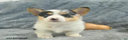 Welsh Corgi Pembroke dogs for sale: Marble - Ad 2