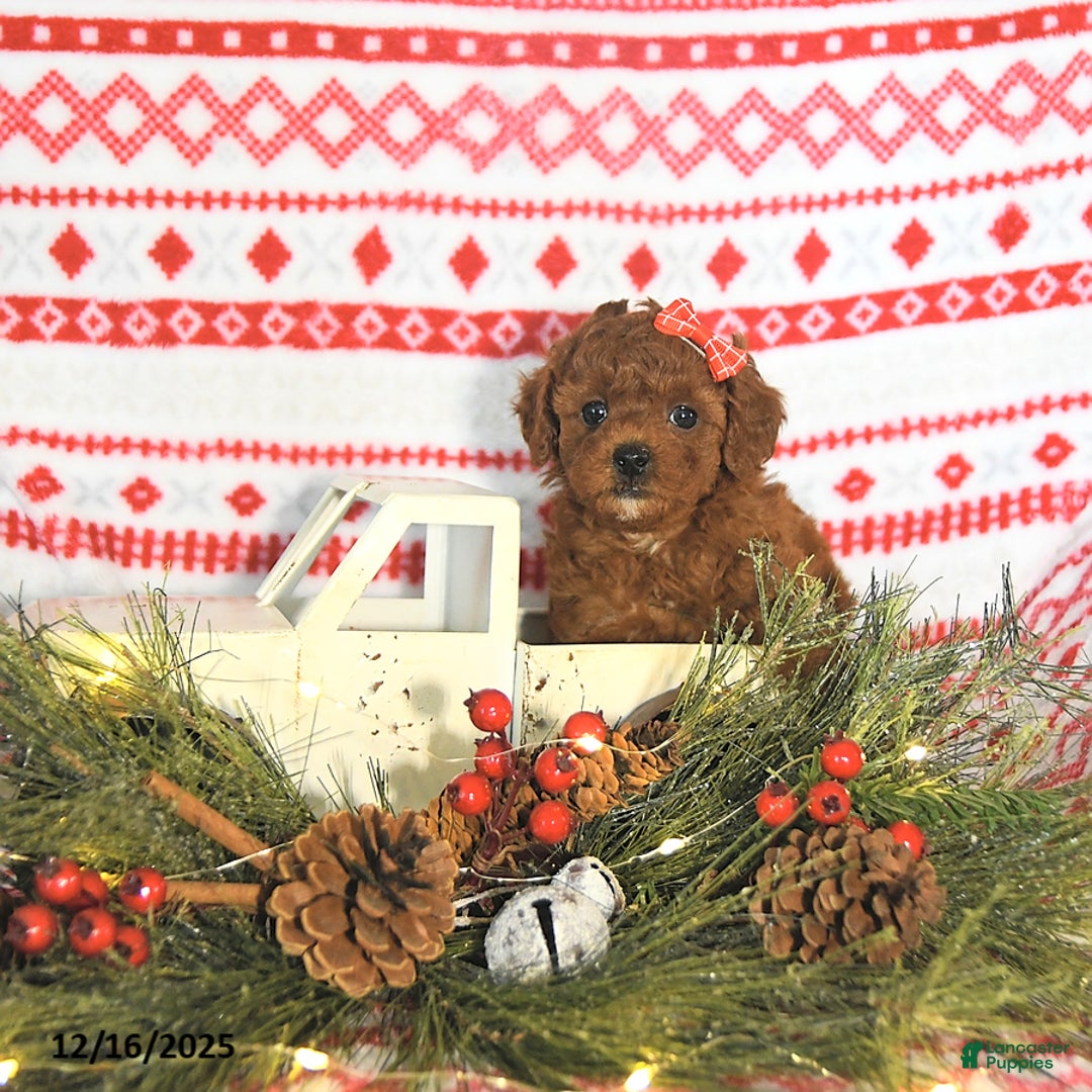 Toy Poodle dogs for sale: Milo HOUSE RAISED - Ad 5