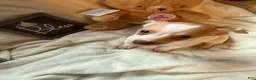 Chihuahua dogs for sale: Bruiser - Ad 3