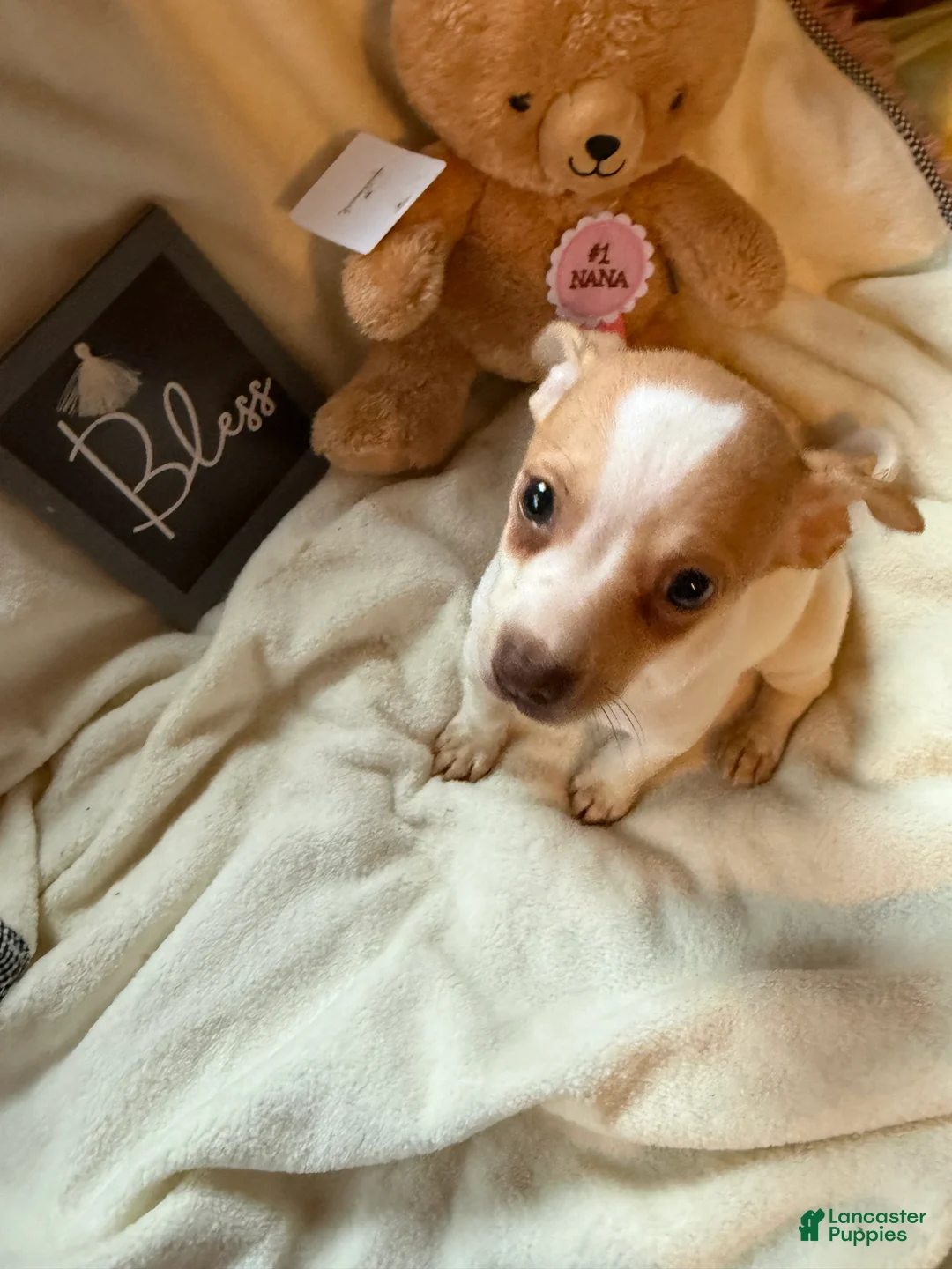Chihuahua dogs for sale: Bruiser - Ad 3