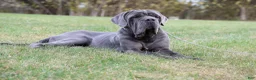 Neapolitan Mastiff dogs for sale: Neapolitan Mastiff Puppy 1 - Ad 22