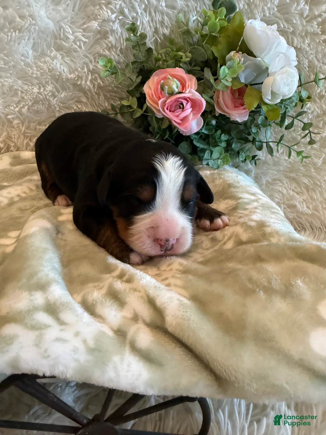 Bernese Mountain Dog dogs for sale: Hannah - Ad 1