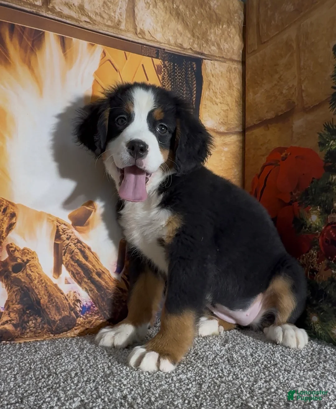 Bernese Mountain Dog dogs for sale: Haddasah  - Ad 10