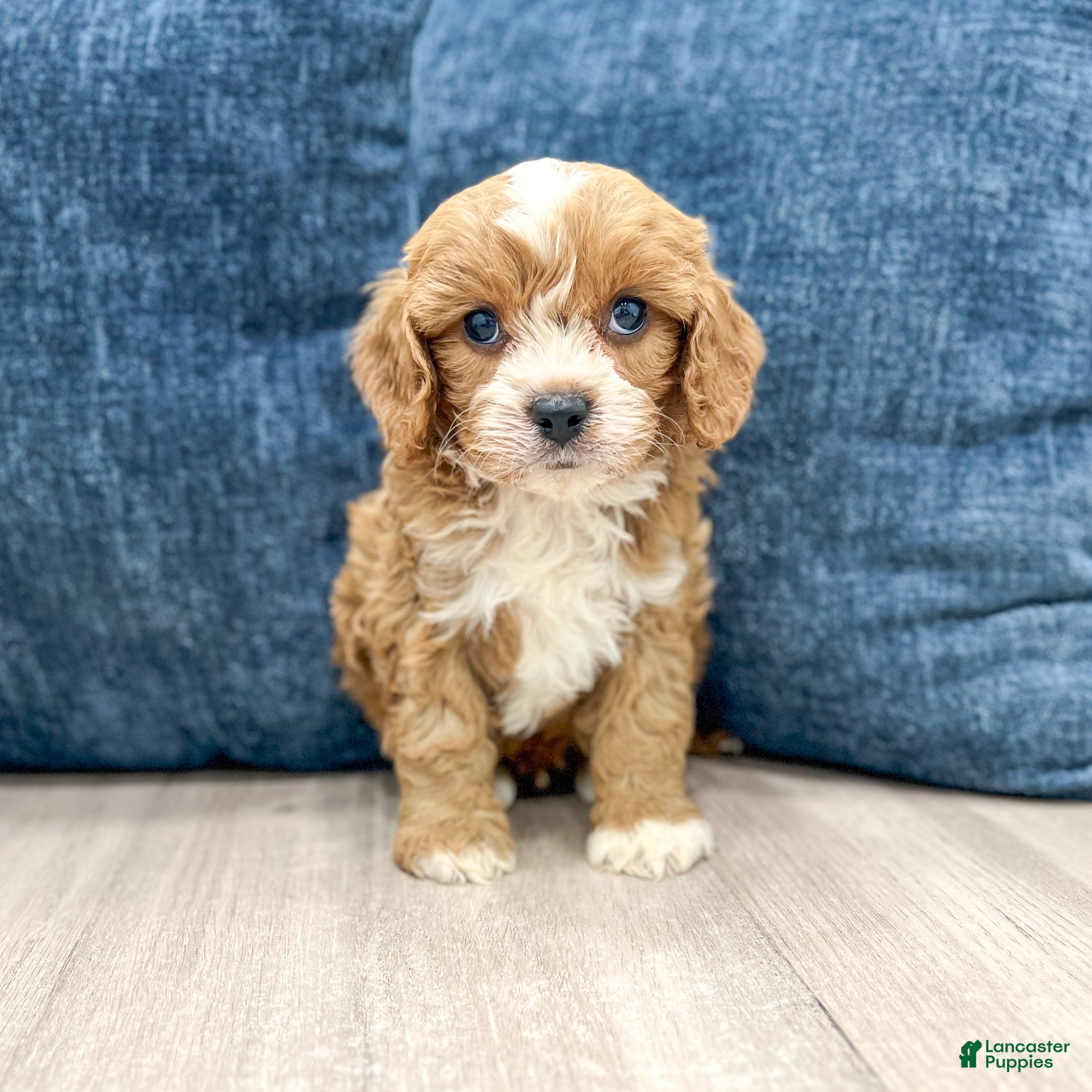 Cavapoo dogs Alex - Ad 1