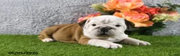 English Bulldog dogs for sale: Macey - Ad 5
