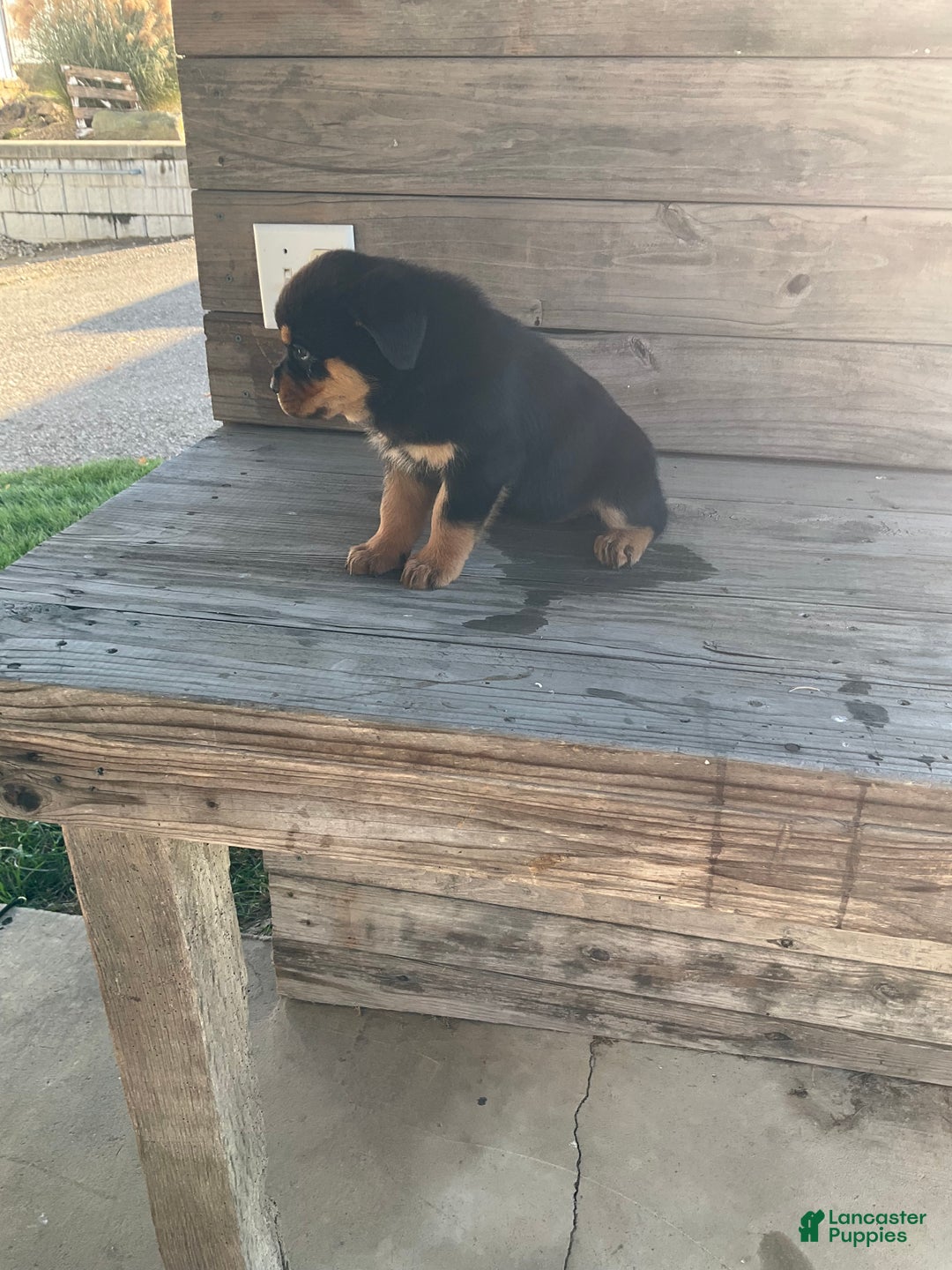 Rottweiler dogs for sale: Chloe  - Ad 10