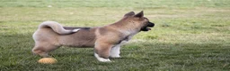 Akita dogs for sale: Akita Puppy 1 - Ad 3