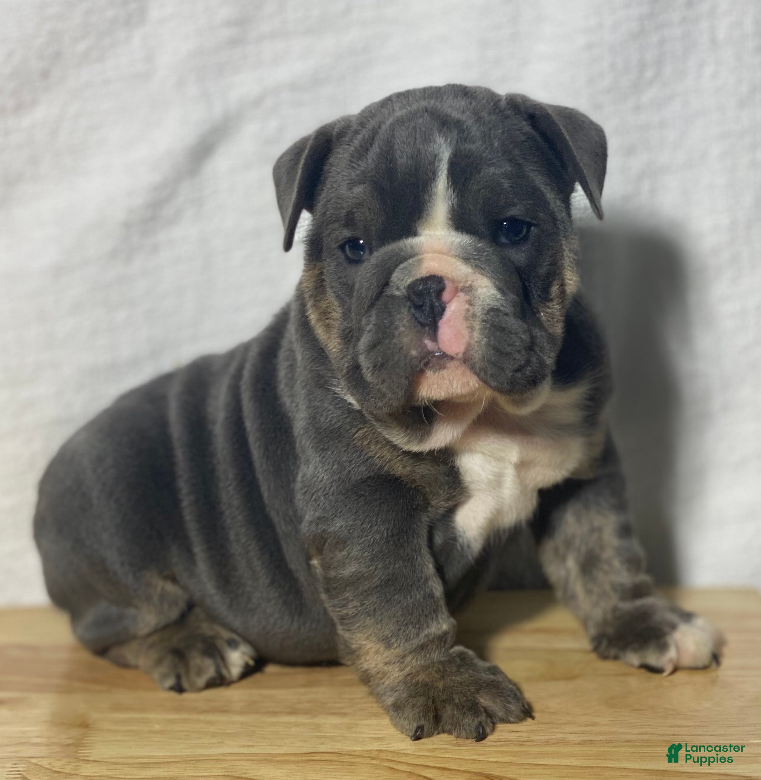 English Bulldog dogs Fiona  - Ad 1