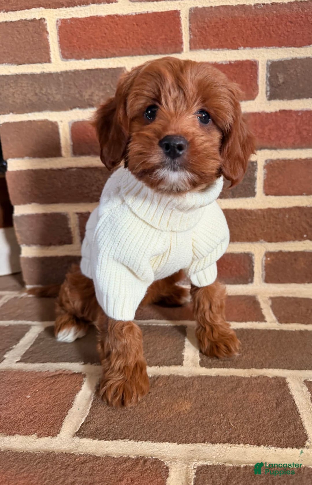 Mini Goldendoodle dogs for sale: POTTY TRAINED MINI GOLDENDOODLE  - Ad 3