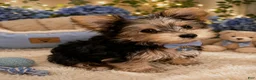 Yorkshire Terrier dogs for sale: Yorkshire Terrier Puppy 1 - Ad 3