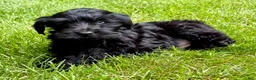 Yorkiepoo dogs for sale: Yorkiepoo Nelson (Male) - Ad 4