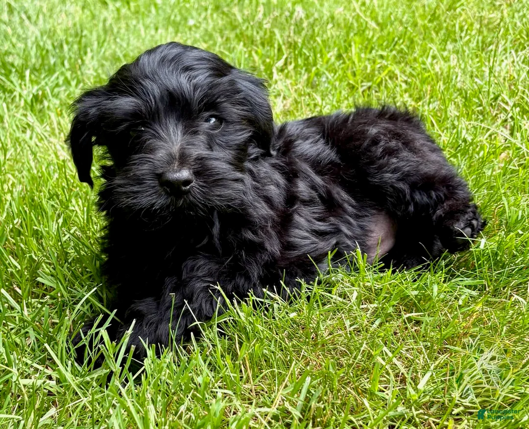 Yorkiepoo dogs for sale: Yorkiepoo Nelson (Male) - Ad 4