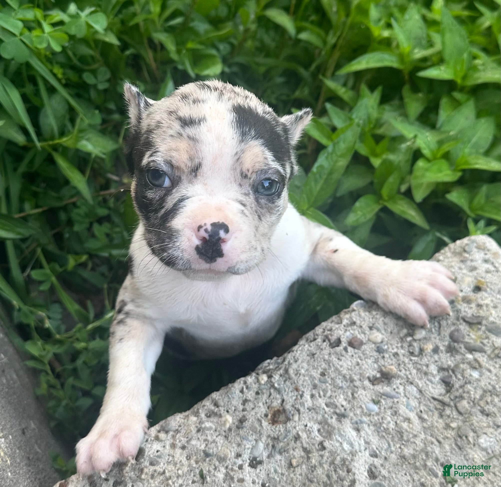 American Bully dogs Meeka  - Ad 14