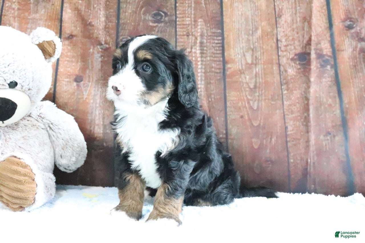 Mini Bernedoodle dogs Jasmine - Ad 2
