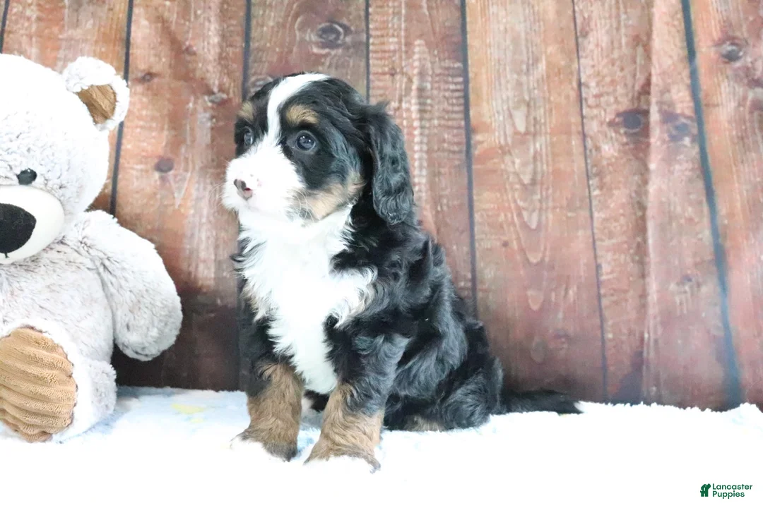Mini Bernedoodle dogs for sale: Jasmine - Ad 2