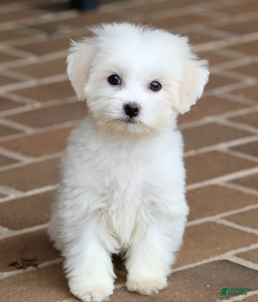 Teddy Bear dogs for sale: Savannah - Ad 2