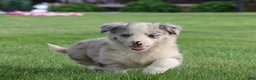Border Collie dogs for sale: Remy - Ad 3