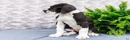 Great Dane dogs for sale: Kim - Ad 7