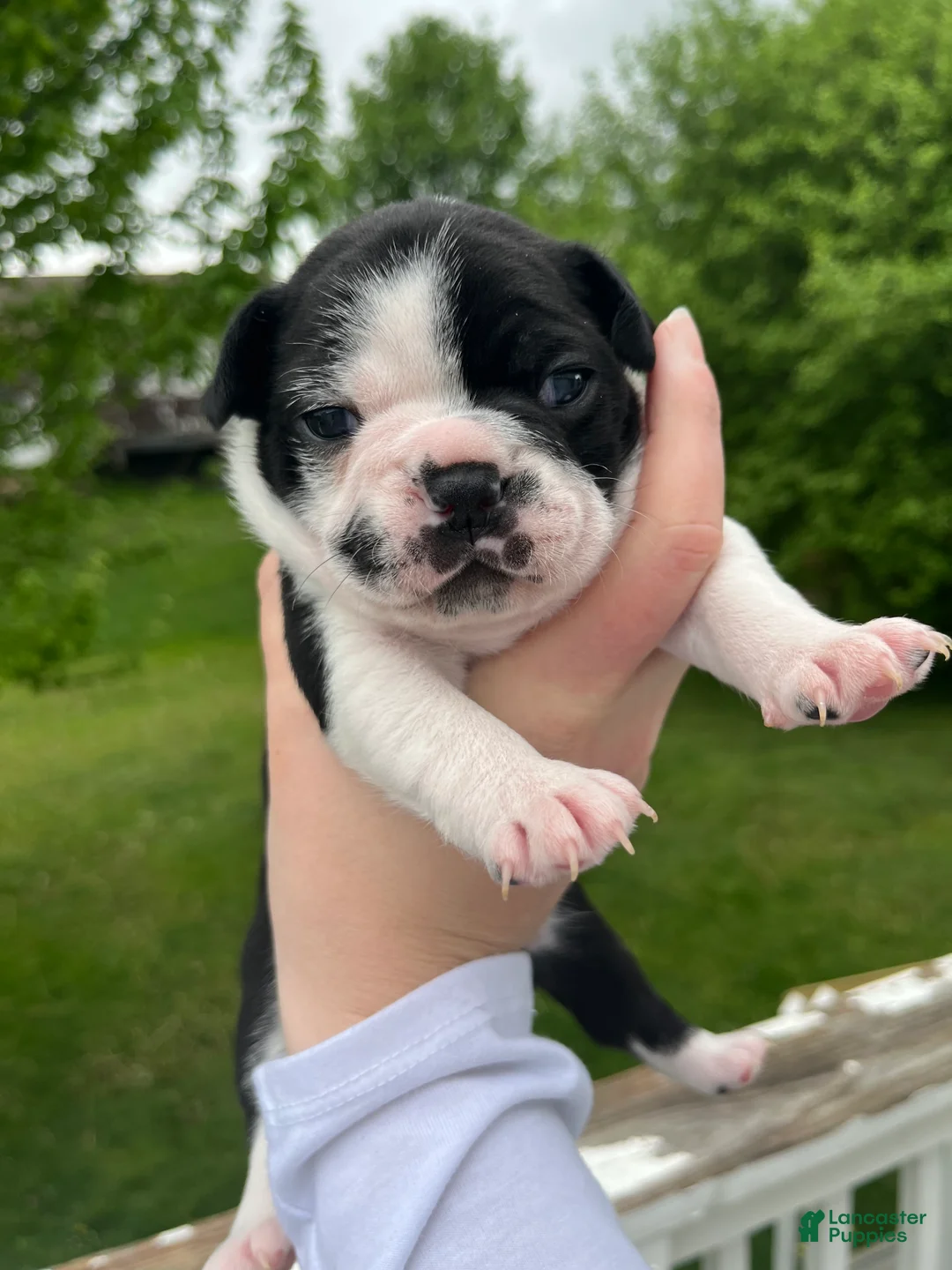 Frenchton dogs for sale: Frenchton Puppy 1 - Ad 1