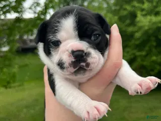 Frenchton dogs Frenchton Puppy 1 - Ad 18