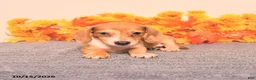 Miniature Dachshund dogs for sale: Ruby - Ad 5