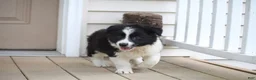 Border Collie dogs for sale: Trooper - Ad 5