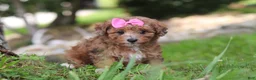 Miniature Poodle dogs for sale: Mocha - Ad 5