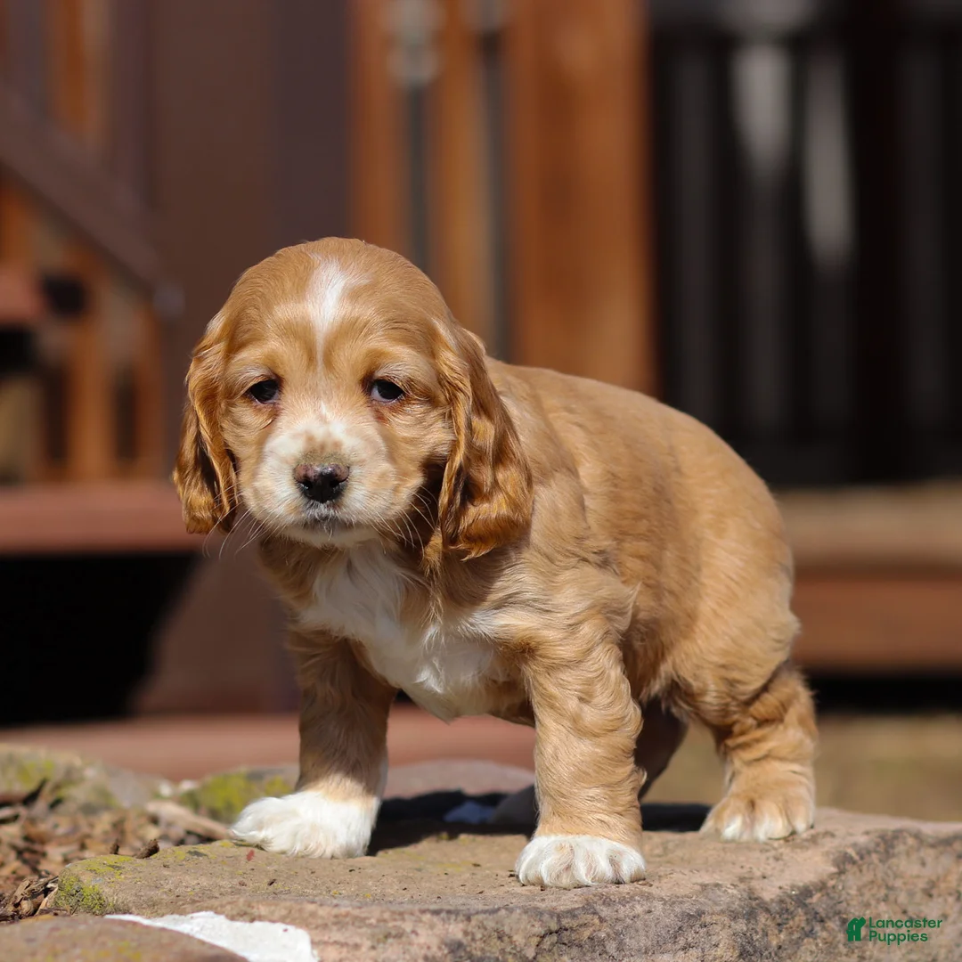 Cocker Spaniel dogs for sale: River Cocker Spaniel Puppy  - Ad 2