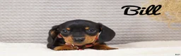 Dachshund dogs for sale: Bill - Ad 4