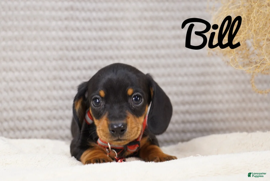 Dachshund dogs for sale: Bill - Ad 4