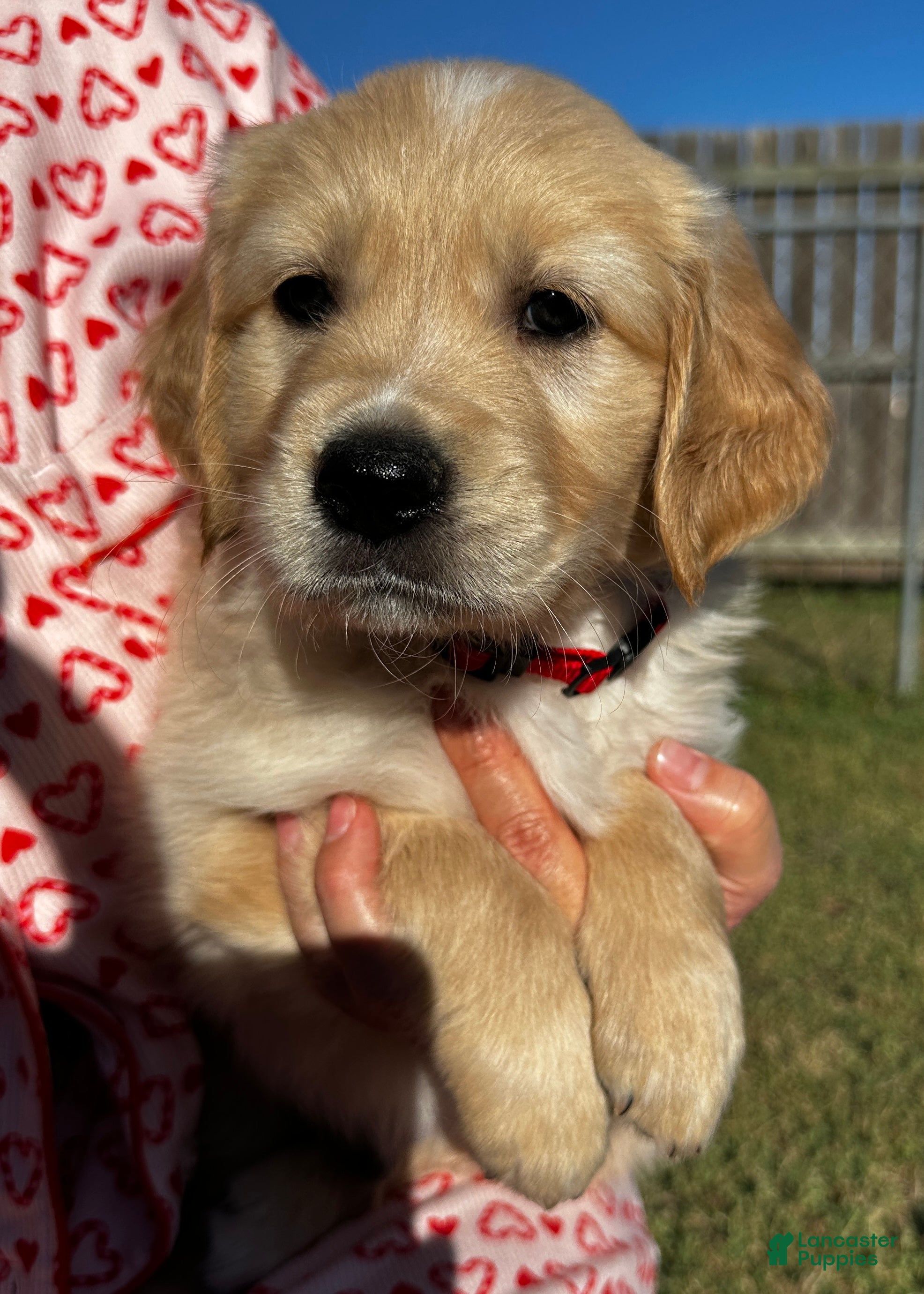 Golden Retriever dogs Red - Ad 5