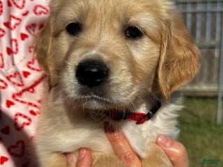 Golden Retriever dogs Red - Ad 5