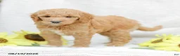 Goldendoodle dogs for sale: Jenny - Ad 3
