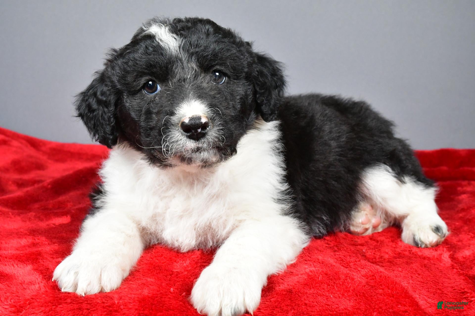 Aussiedoodle dogs for sale: Callie - Ad 1