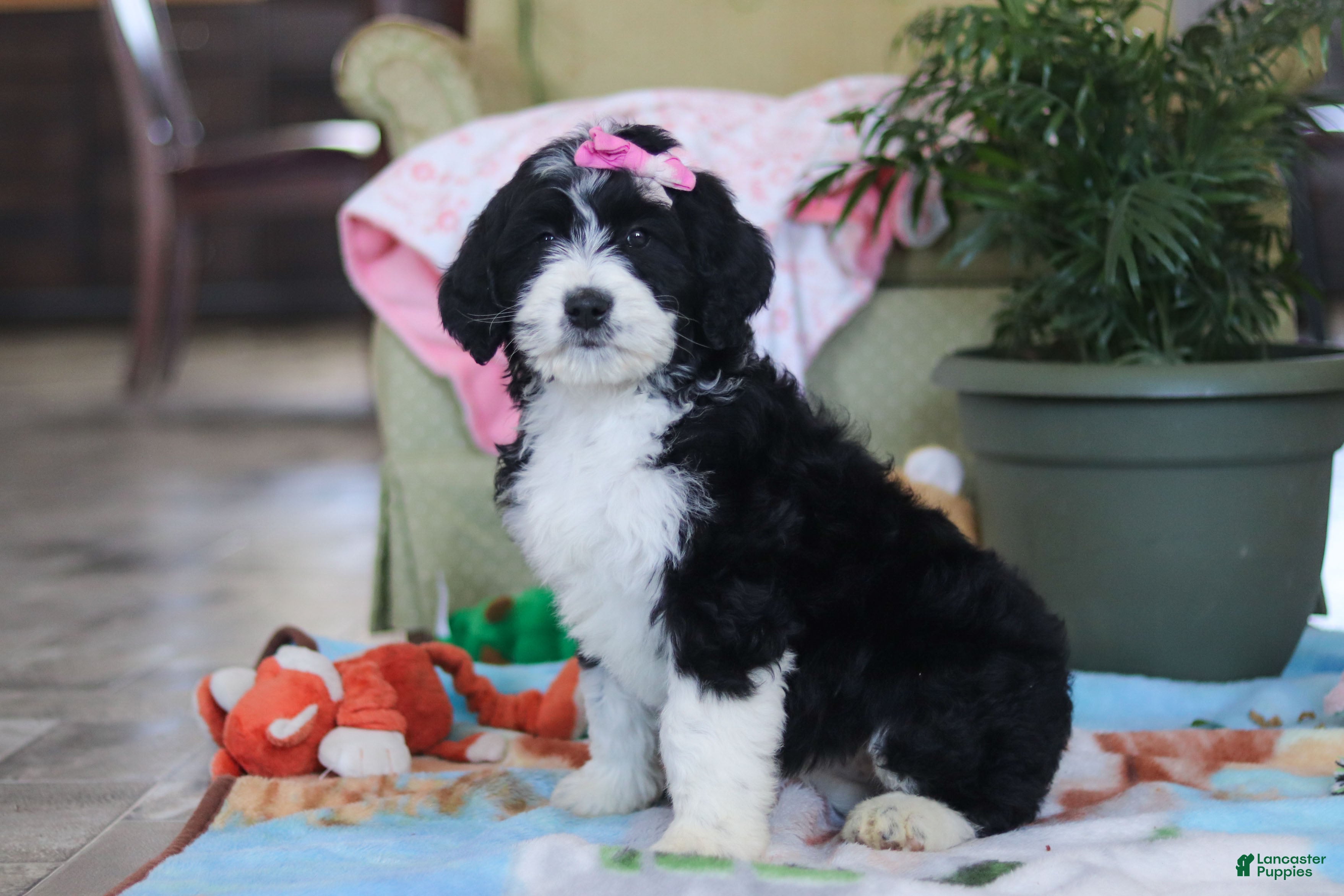 Bernedoodle dogs Harper - Ad 2