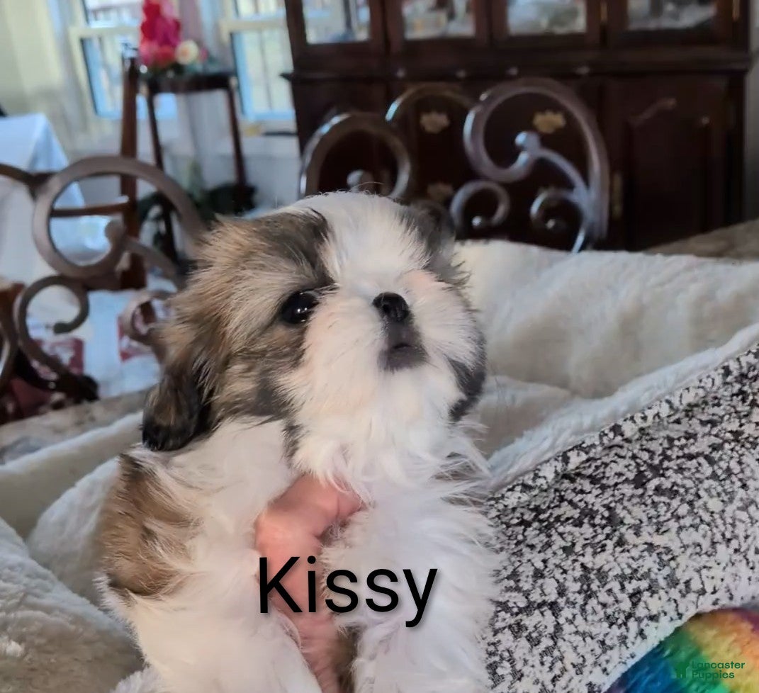 Shih Tzu dogs Shih Tzu Puppy 4 - Ad 26