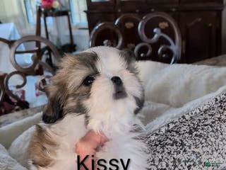 Shih Tzu dogs Shih Tzu Puppy 4 - Ad 23