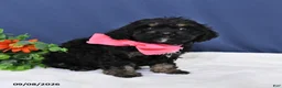 Cavapoo dogs for sale: Dolly - Ad 4