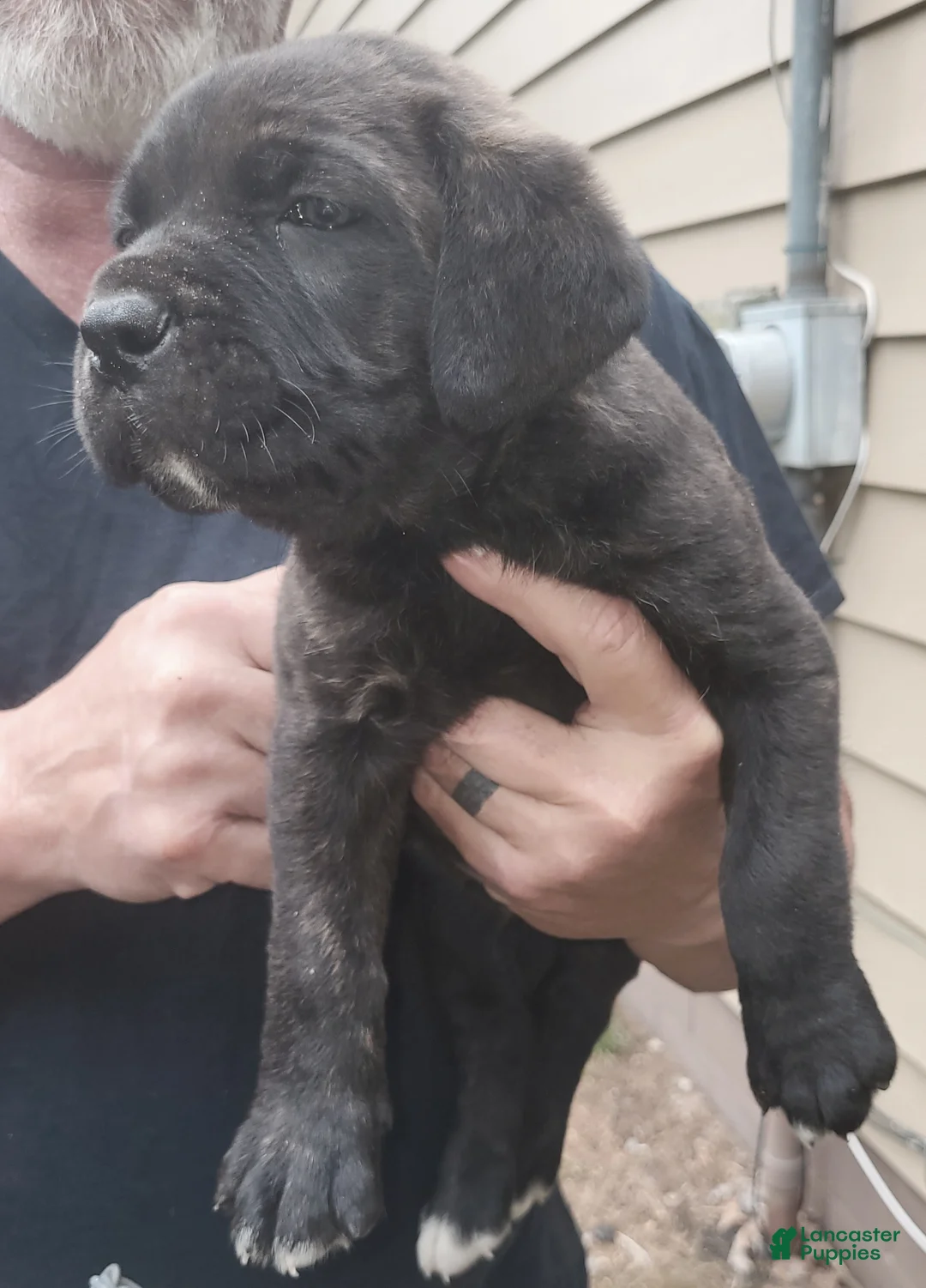 Cane Corso dogs for sale: Cane Corso 6 - Ad 1