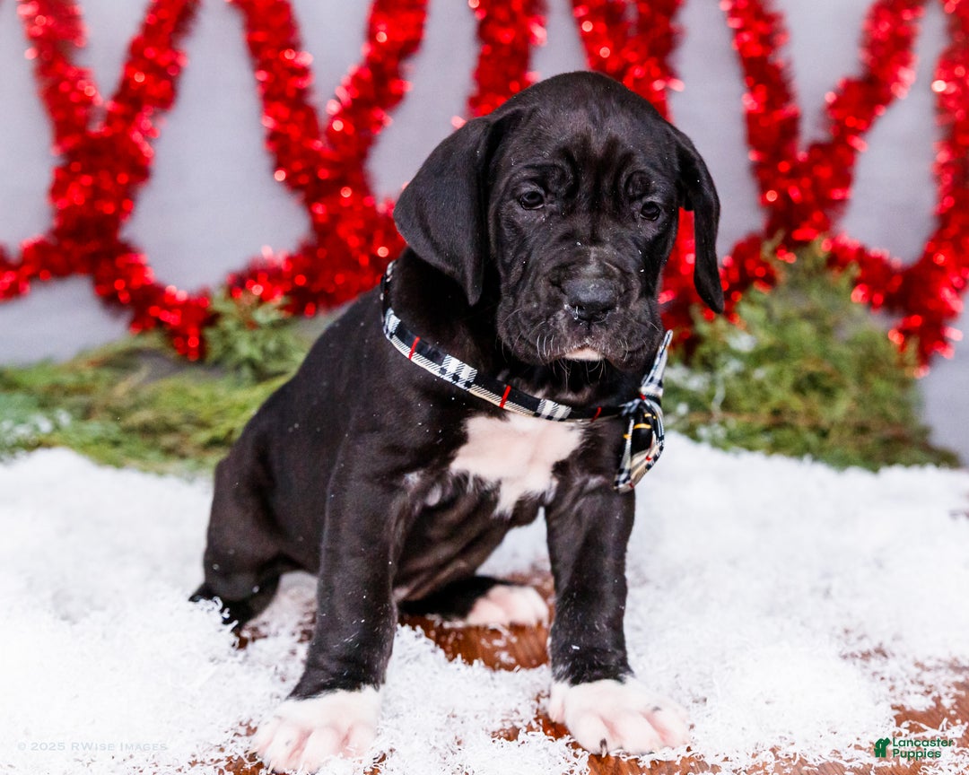 Great Dane dogs for sale: Noel - Ad 9